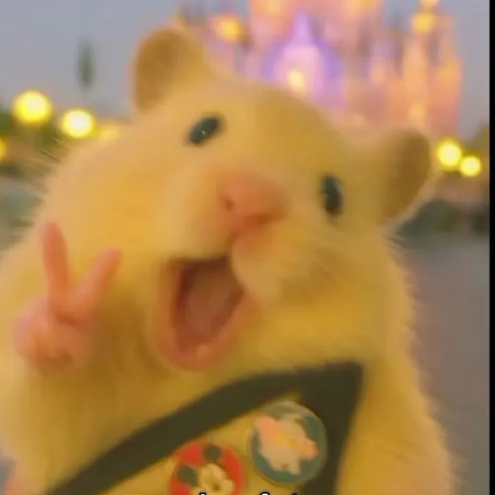 Chinchila